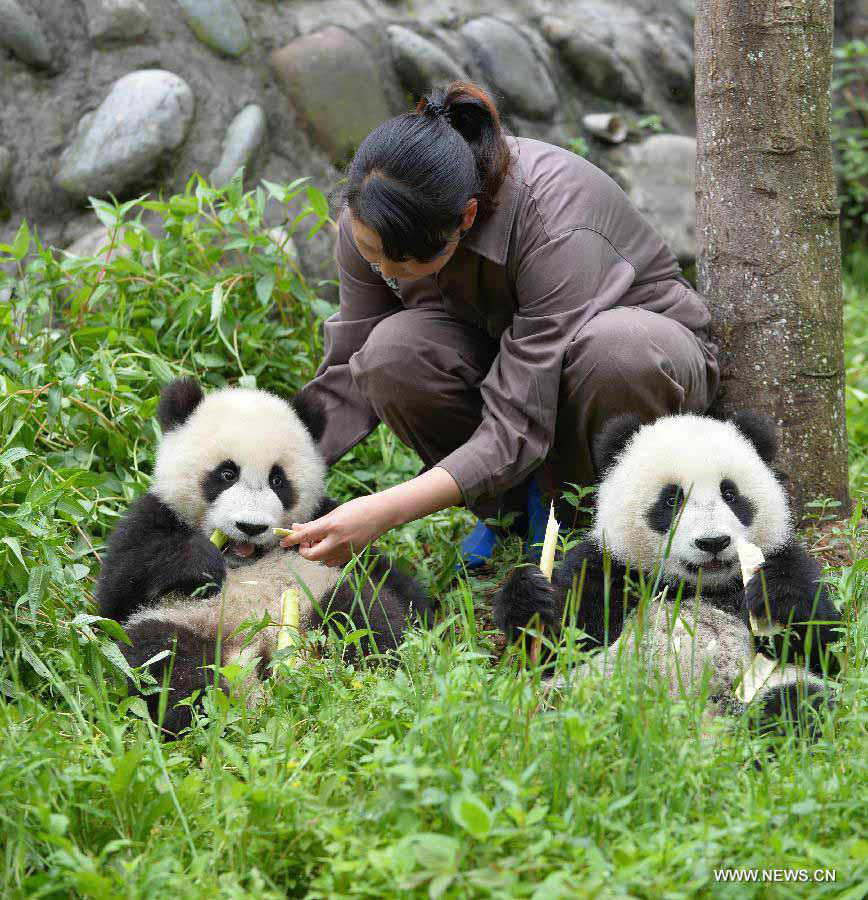 Panda cubs are fed at the Bifengxia Panda Base, located about 20 km from the epicenter of a 7.0-magnitude earthquake on April 20, in Ya'an City, southwest China's Sichuan Province, April 24, 2013. Giant panda habitats near the epicenter of the earthquake that jolted Lushan County of Ya'an City have suffered only minor effects from the natural disaster. All 61 giant pandas at Bifengxia Panda Base are safe, according to local authorities. (Xinhua/Li Ziheng) 