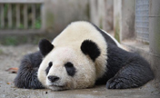 Giant pandas safe in quake-hit zone