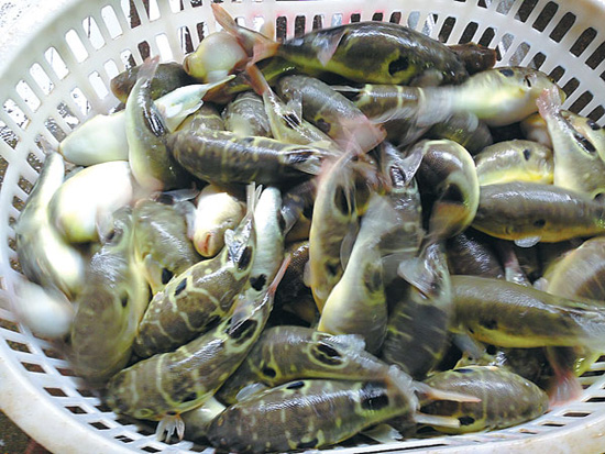 Puffer fish and blue beauty prawns. (China Daily/Pauline D. Loh)