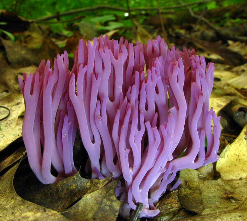 Brightly-colored fungi  (4)