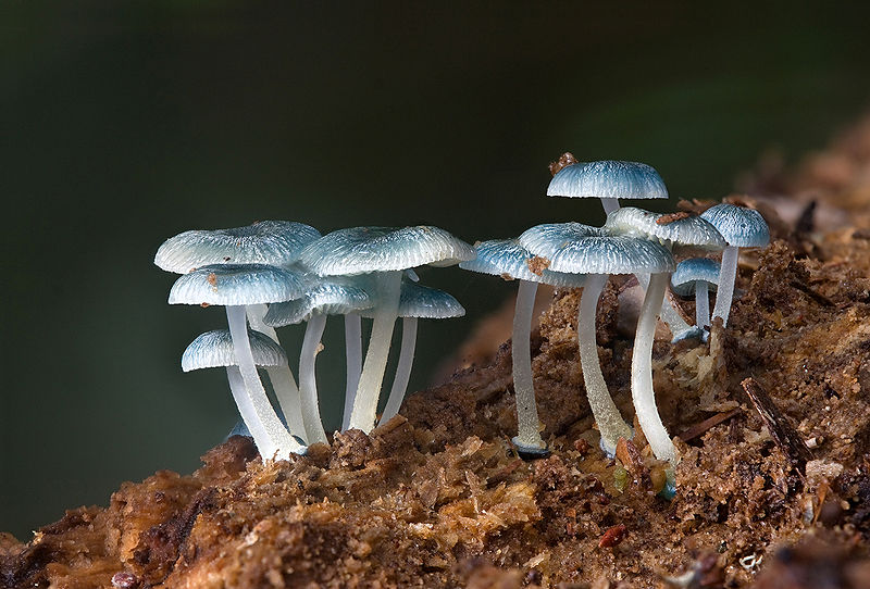 Brightly-colored fungi  (11)