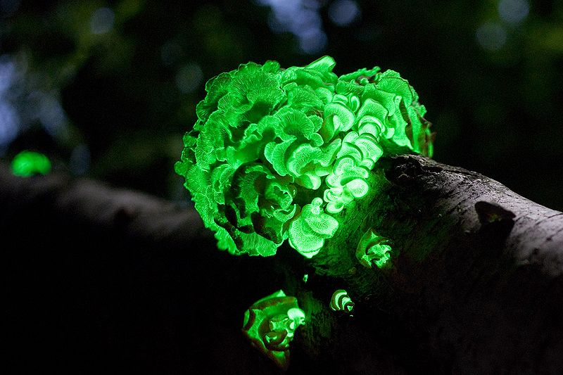 Brightly-colored fungi 