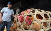 Poultry market affected in Haikou by H7N9 outbreak