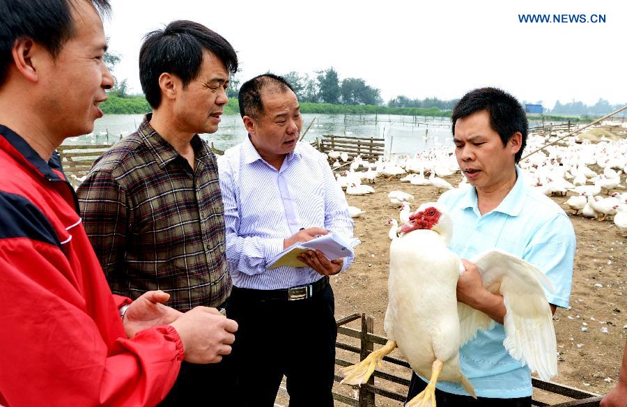 A disease control staff examines a goose on a farm in Fuqing, southeast China's Fujian Province, April 26, 2013. Health authorities in Fujian Province on Friday confirmed the province's first human case of H7N9 avian influenza. (Xinhua/Zhang Guojun)