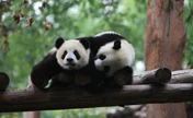 Panda in American author's sights