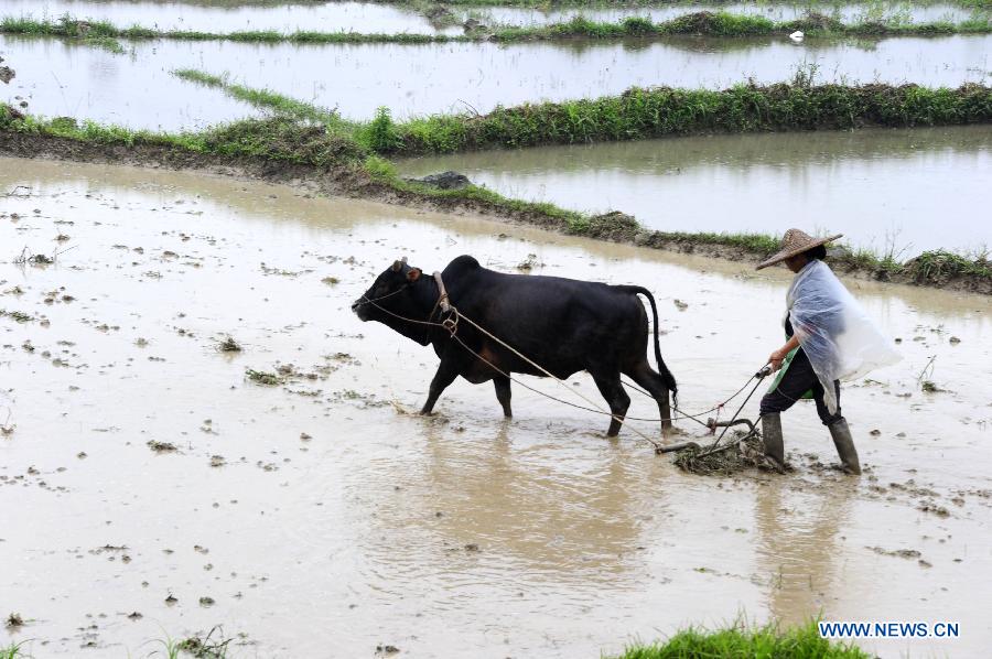 A farmer works in the field at Xinyin Village of Siba Town in Hechi City, south China's Guangxi Zhuang Autonomous Region, May 5, 2013. Sunday is the beginning of the 7th solar term in Chinese lunar calendar, which indicates the coming of summer. (Xinhua/Wu Yaorong) 