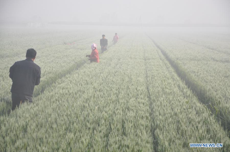 Farmers irrigate the wheat in heavy fog in Liaocheng City, east China's Shandong Province, May 10, 2013. (Xinhua/Zhao Yuguo) 