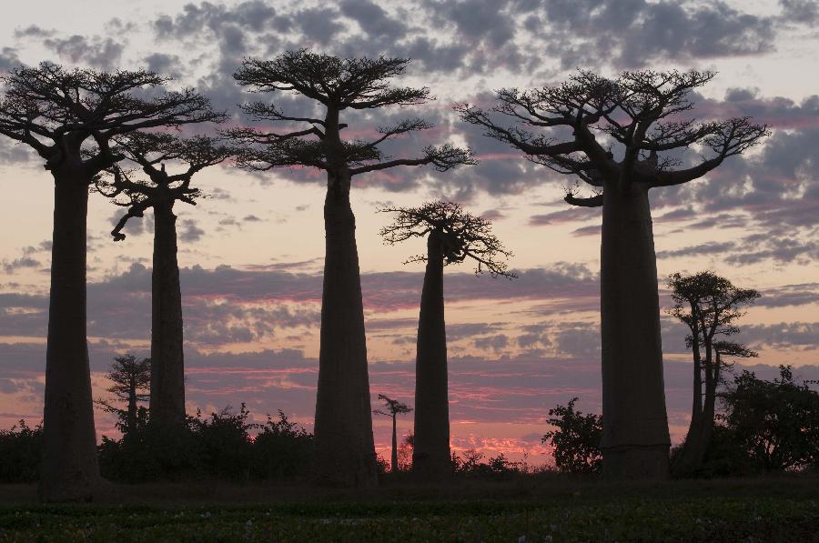 Photo taken on May 2 shows baobabs trees at sunset in Mandabe, southwest Madagascar. Madagascar has six species of unique baobabs, most of them are listed as endangered by the World Conservation Union. (Xinhua/He Xianfeng)