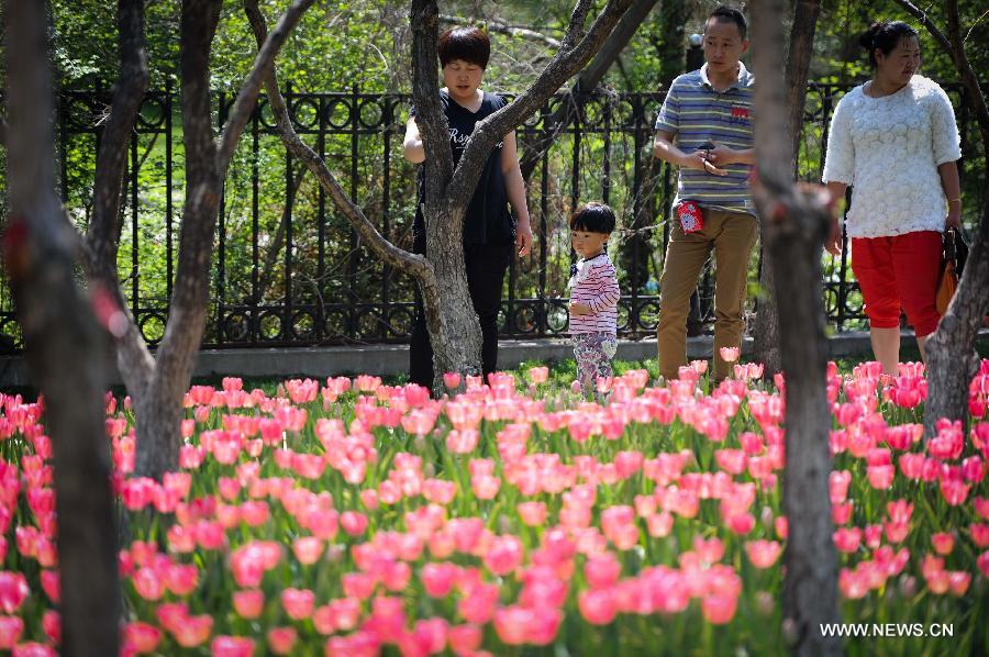 Citizens view tulips at the Changchun Park in Changchun, capital of northeast China's Jilin Province, May 13, 2013. The blossoming tulips in the park have attract thousands of visitors. (Xinhua/Xu Chang)  