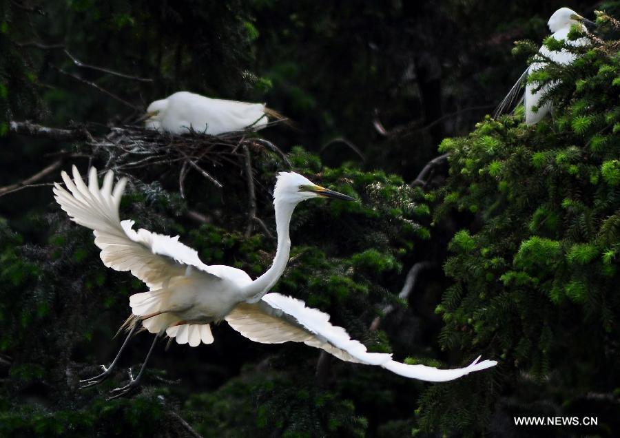 An egret flies at the Xiangshan forest park located in Xinjian County, east China's Jiangxi Province, May 14, 2013. As summer came, tens of thousands of egrets have nested in the park to breed. (Xinhua/Hu Dunhuang)  