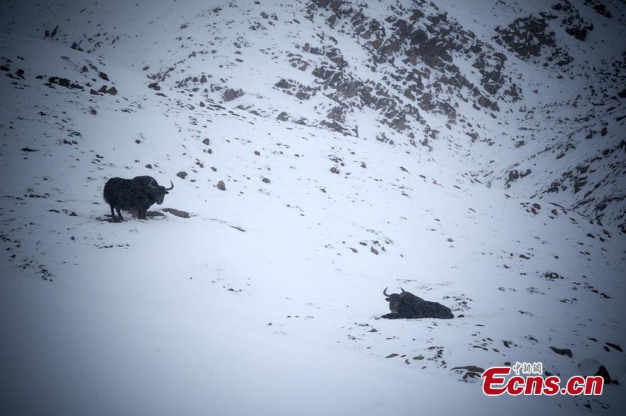 Yaks are seen at the Altun Mountain Nature Reserve in Ruoqiang County, Northwest China's Xinjiang Uyghur Autonomous Region, May 15, 2013. (CNS/Liu Xin)