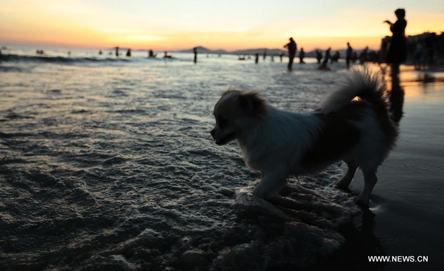 A puppy is seen along the seaside in Sanya, south China's Hainan Province, May 20, 2013. (Xinhua/Chen Wenwu) 