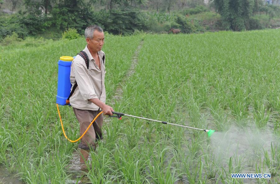 A farmer sprays pesticides at the rice field in Dawu Village of Hechi City, south China's Guangxi Zhuang Autonomous Region, May 21, 2013. (Xinhua/Wei Rudai)