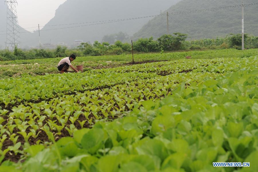 A farmer works at the vegetable field in Siping Village of Hechi City, south China's Guangxi Zhuang Autonomous Region, May 21, 2013. (Xinhua/Wei Rudai)