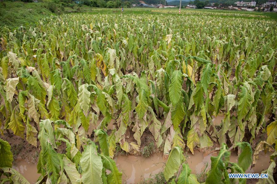 Photo taken on May 22, 2013 shows the tabacco crops damaged by the rainstorm in Haoling Village of Jiaoling County, Meizhou City, south China's Guangdong Province. Meizhou City was hit by a rainstorm on May 19, which killed one people and destoryed 951 houses, leaving 180, 000 people affected in Jiaoling County. (Xinhua/Mao Siqian)