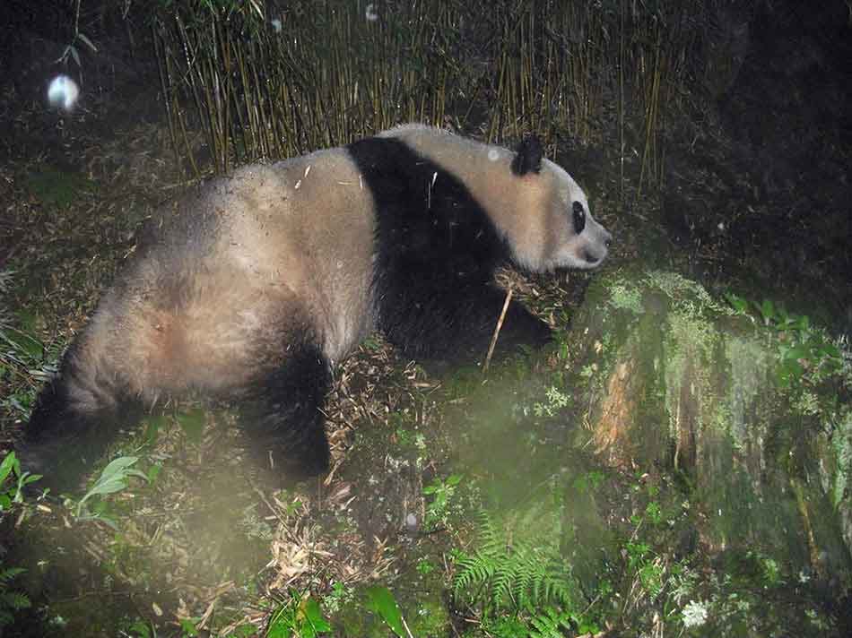 A giant panda is seen at the Sichuan Wanglang Nature Reserve. An array of endangered species' images, which were captured by camera traps in the mountainous giant panda reserves in China, were released Wednesday by the World Wildlife Fund for Nature, or WWF, marking this year's International Day for Biological Diversity. (Photo provided to chinadaily.com.cn)