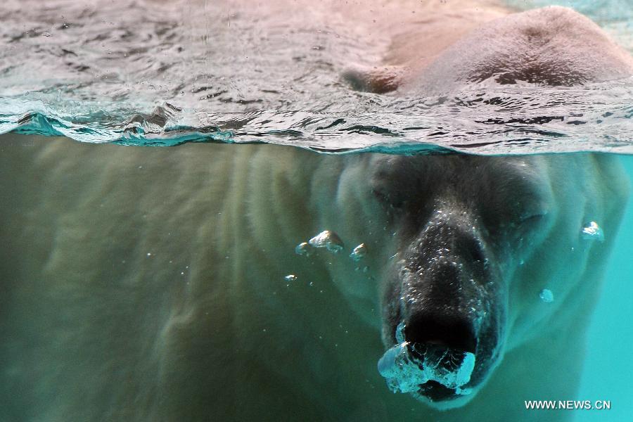 The locally bred polar bear Inuka swims at the Singapore Zoo, May 29, 2013. The Singapore Zoo celebrated the moving of Inuka, the first polar bear born in the Singapore Zoo and the tropics, into its new enclosure by hosting a housewarming ceremony on Wednesday. (Xinhua/Then Chih Wey) 