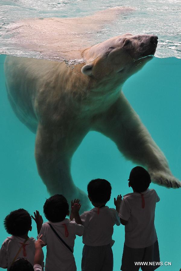 Children closely watch the locally bred polar bear Inuka at the Singapore Zoo, May 29, 2013. The Singapore Zoo celebrated the moving of Inuka, the first polar bear born in the Singapore Zoo and the tropics, into its new enclosure by hosting a housewarming ceremony on Wednesday. (Xinhua/Then Chih Wey) 