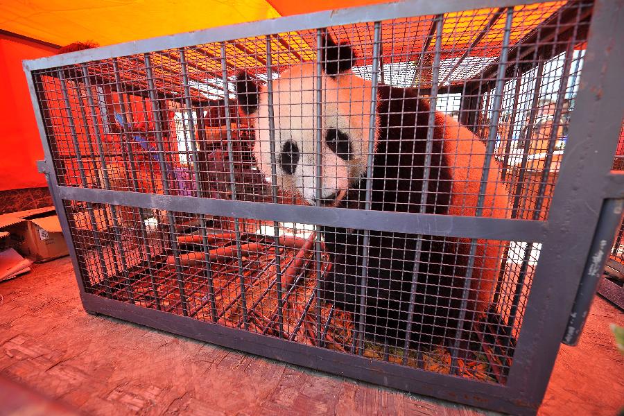People greet a giant panda at Wusu International Airport in Taiyuan, capital of north China's Shanxi Province, May 30, 2013. The panda pair from the Bifengxia Panda Base in southwest China's Sichuan Province arrived in Taiyuan by airplane Thursday, starting their one-year sojourn at the Taiyuan Zoo. (Xinhua/Zhan Yan)