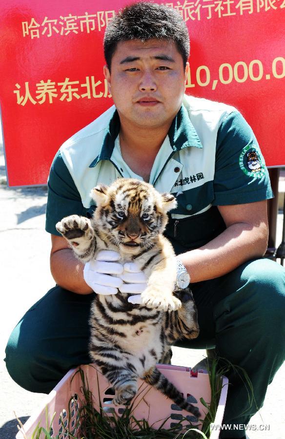 A staff member holds a Siberian tiger cub at the Siberian Tiger Park, world's largest Siberian tiger artificial breeding base, in Harbin, capital of northeast China's Heilongjiang Province, June 2, 2013. Ten cubs born this year were taken under patronage at an event held by the park Sunday. (Xinhua/Wang Jianwei)
