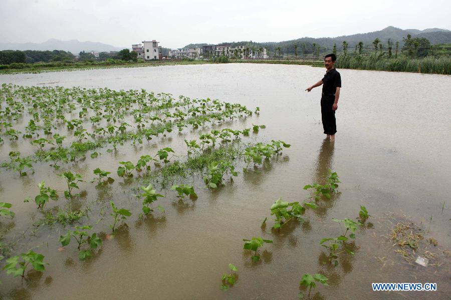 A farmer stands in a flooded field in Xibianban Village, Duchang County, east China's Jiangxi Province, June 7, 2013. Heavy rain began to affect Duchang on Thursday and continued into Friday morning, with the average precipitations in excess of 150 mm, and made some houses, roads and fields flooded. (Xinhua/Fu Jianbin)
