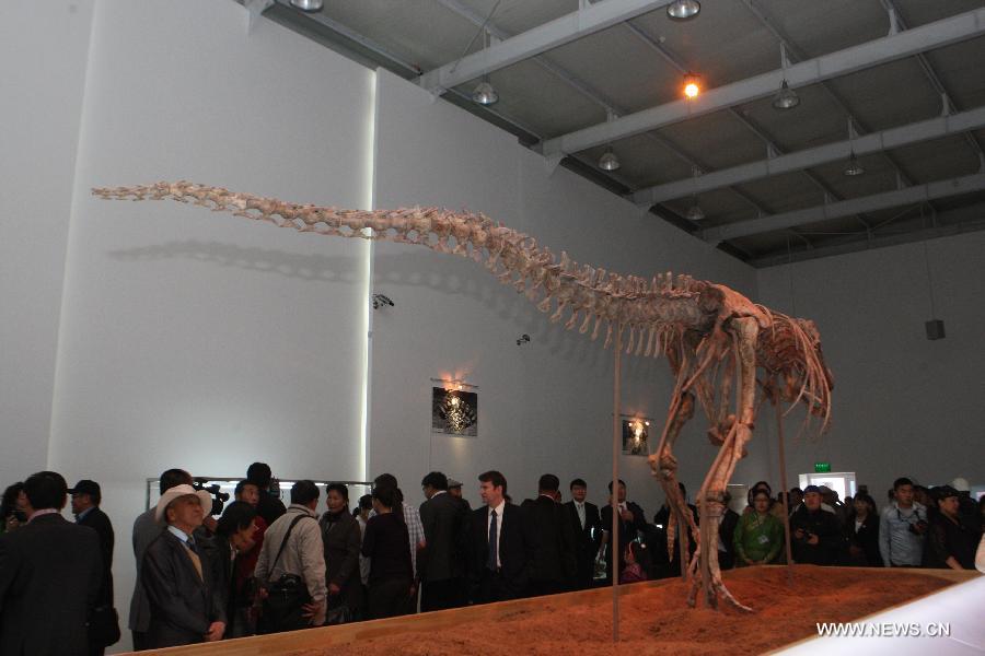 The skeleton of a Tyrannosaurs is displayed in Ulan Bator, Mongolia, June 8, 2013. The 2.4 meters high and 7.3 meters long Tyrannosaurs' skeleton that was returned from the United States is displayed to the public in Ulan Bator. (Xinhua/Shi Yongchun)