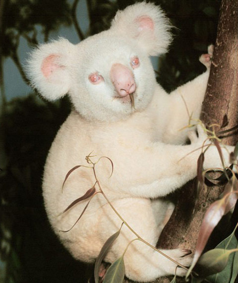 I have a colorful opinion Albino Koala ASIAN AROWANA,AROWANA,STINGRAY The2sheet