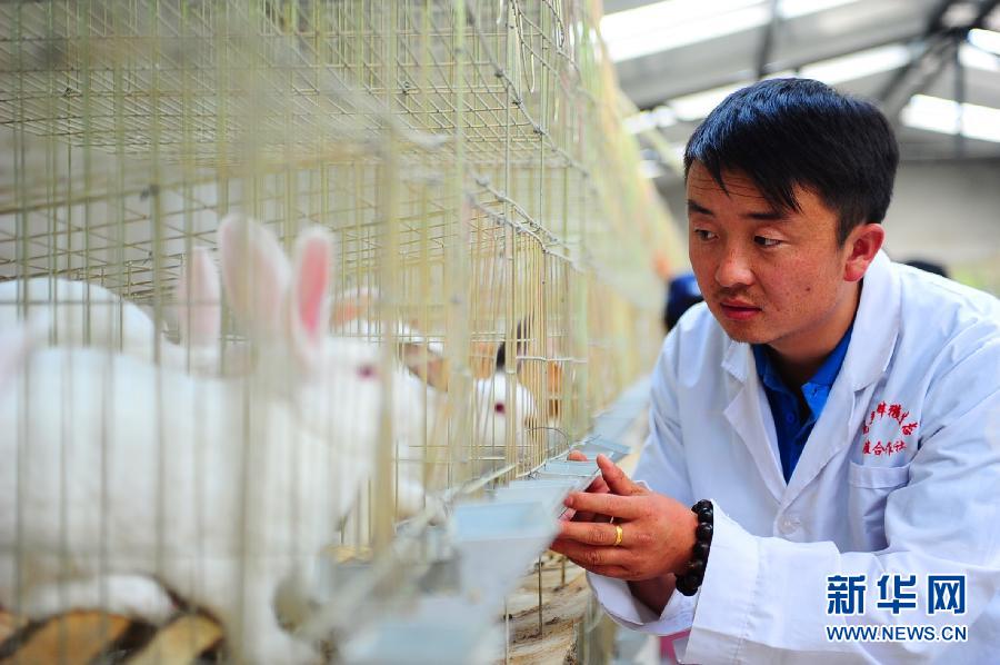 Yang takes care of his rex rabbits at the breeding base on June 1, 2013. (Xinhua/Yang Shoude)
