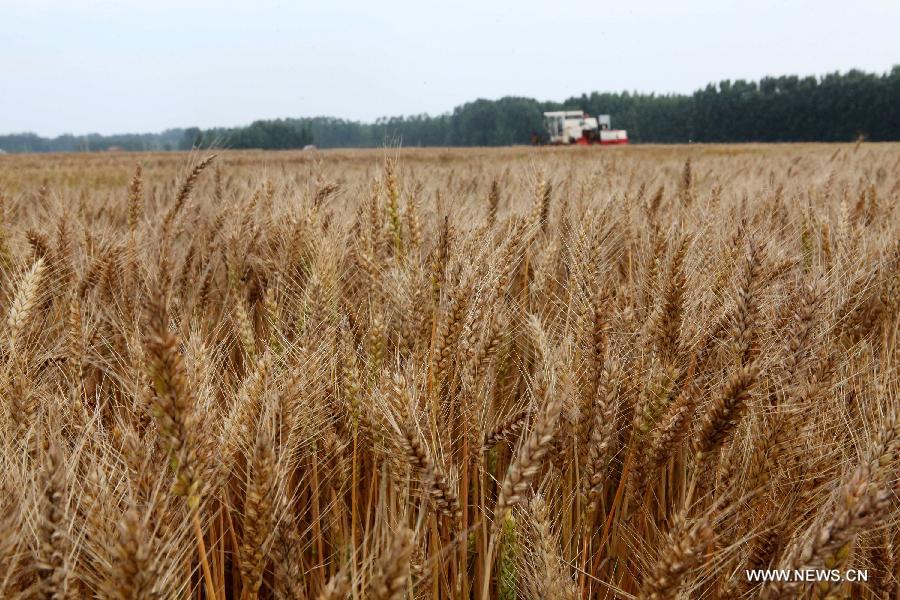 A reaper harvests wheat in Liugou village, Ganyu county, East China's Jiangsu province, June 12, 2013. According to the Ministry of Agriculture, China has harvested 210 million mu (about 14 million hectares) of winter wheat, which accounts for more than 60 percent of the total. [Photo/Xinhua]