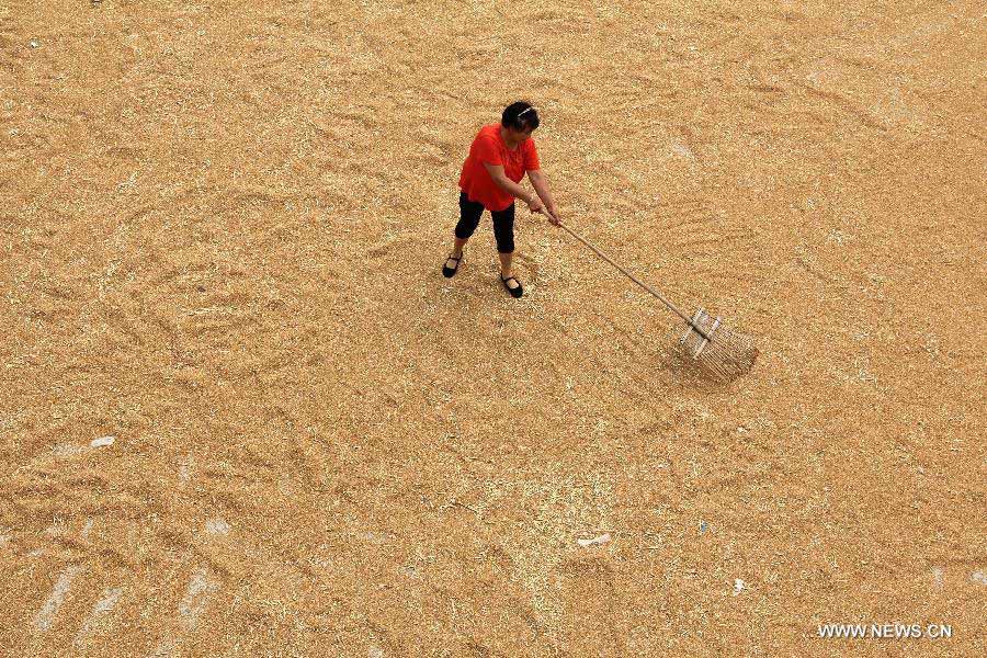 A farmer dries wheat in Chengguan town, Anyang city, Central China's Henan province, June 9, 2013. According to the Ministry of Agriculture, China has harvested 210 million mu (about 14 million hectares) of winter wheat, which accounts for more than 60 percent of the total. [Photo/Xinhua]
