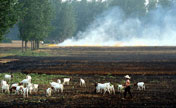 Farmers burn wheat stubble despite ban 
