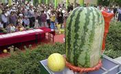 Watermelon weighing 50 kilograms takes the crown