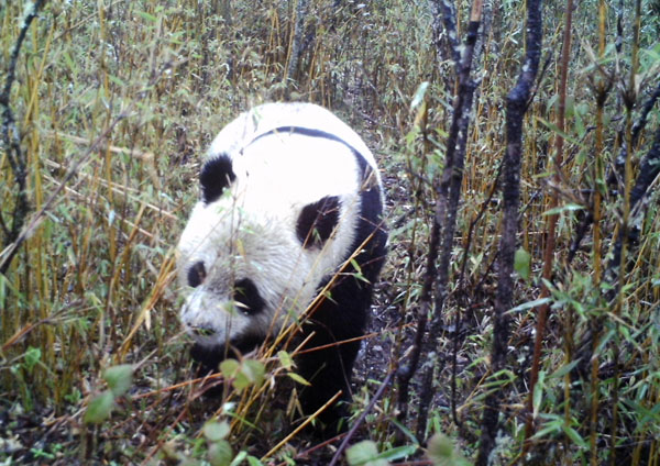 This photo taken on April 21, 2013, shows a giant panda in the wild in the state-level Baishuijiang natural reserve in Northwest China's Gansu province. This is the first time in more than 10 years that the reserve has captured images of a giant panda in the wild. (Xinhua)