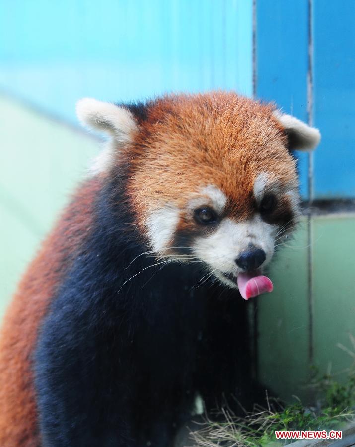 One of a triplet red pandas (ailurus fulgens) is seen at the Panda World in Fuzhou, capital of southeast China's Fujian Province, June 16, 2013. Fujian announced Sunday at the Fifth Straits Forum that the triplet, born at the Panda World, will be donated to the Taipei Zoo in southeast China's Taiwan to promote cross-Taiwan-Strait cooperation of wild animals breeding. (Xinhua/Lin Shanchuan)