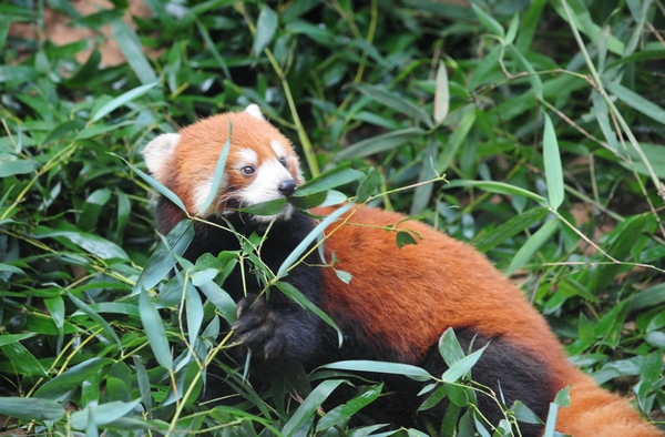 A red panda eats bamboo at the Straits Panda Research Center in Fuzhou, Fujian province on June 16, 2013. Three red pandas, Huan Huan, Mei Ke and Ya Ya will be sent as presents to the Taipei Zoo for the purpose of enhancing the cross-Straits cooperation in wildlife breeding and educating Taiwan residents about wild life from the Chinese mainland. (Xinhua)