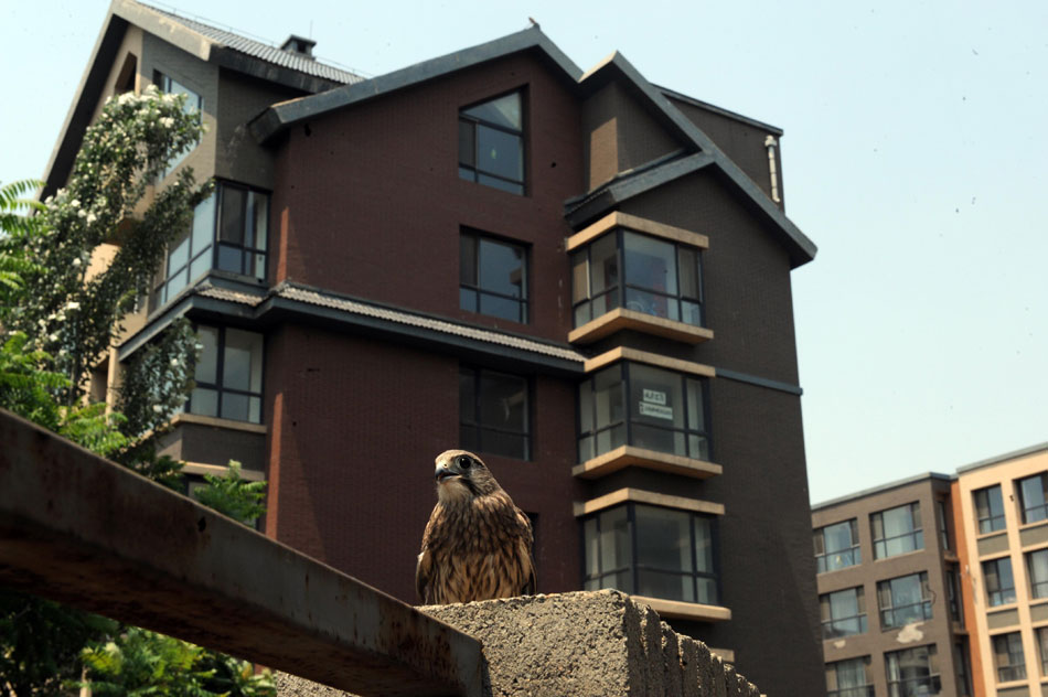 A little kestrel is seen in front of a residential building, Shenyang, northeast China’s Liaoning province, June 14, 2013. Five four-week-old kestrels which fell out of the nest built on rooftop of the building were set free after delicate treatment. (Xinhua/Yang Qing)
