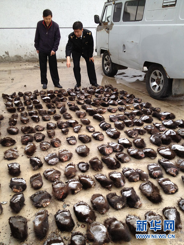 Customs officials at Manzhouli, the Inner Mongolia Autonomous Region, discovered a haul of 213 wild bear paws that had been hidden in a vehicle by two Russian nationals, the biggest seizure of smuggled paws ever made by Chinese customs. (Photo/ Xinhua)