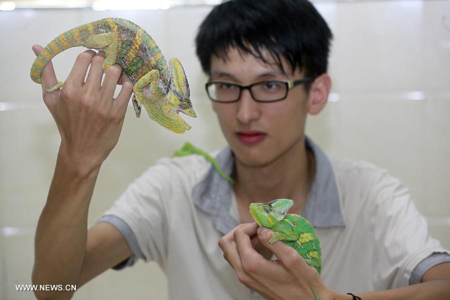 Chen Deqiang plays with his anole pets at home in Liuzhou, south China's Guangxi Zhuang Autonomous Region, June 16, 2013. Chen had his first pet anole more than one year ago, and now the number has reached 36. As the amount of anoles keeps on growing, he even built a special "house" for them. (Xinhua/Zhang Cunli) 