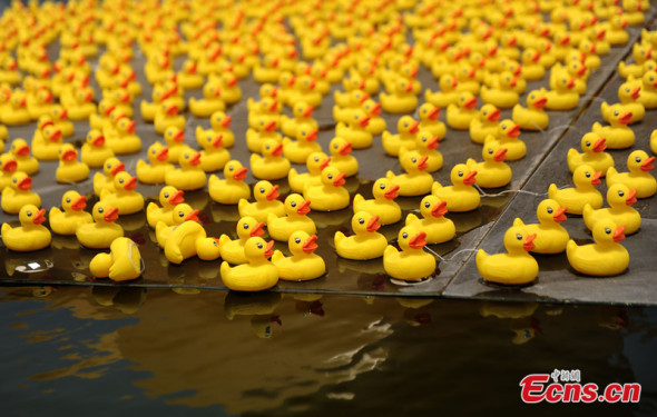 A scaled replica of the "Rubber Duck" by Dutch conceptual artist Florentijn Hofman is seen floating in a river of a park in Chongqing on June 20, followed by hundreds of small-sized ones. (CNS /Zhangchao)