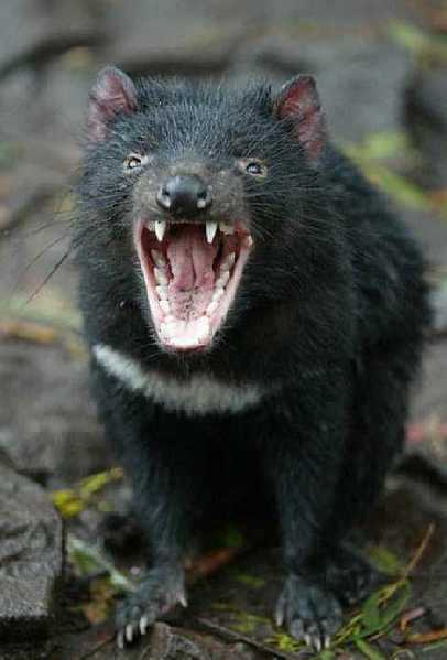 Tasmanian devil