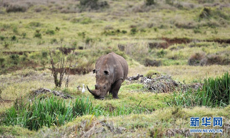Mount Kenya-Lewa Wildlife conservancy, Kenya. (Photo: xinhuanet.com)