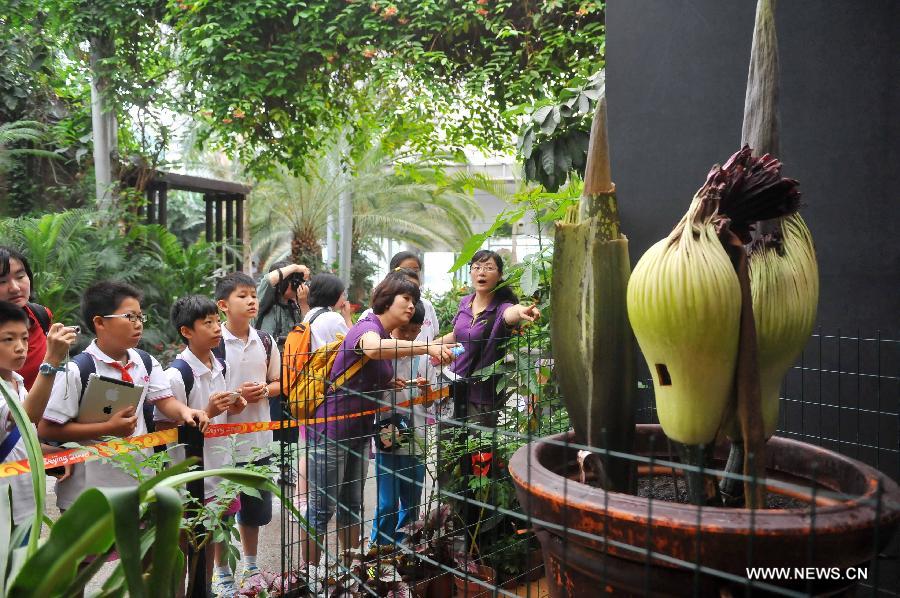 Teachers introduce krubi to students from Huiwen No.1 primary school at a greenhouse in the botanic garden in Beijing, capital of China, June 25, 2013. Students from a biology group of the Huiwen No.1 primary school visited Beijing Botanic Garden Tuesday to enrich their understanding of various plants. (Xinhua/Chen Yehua) 