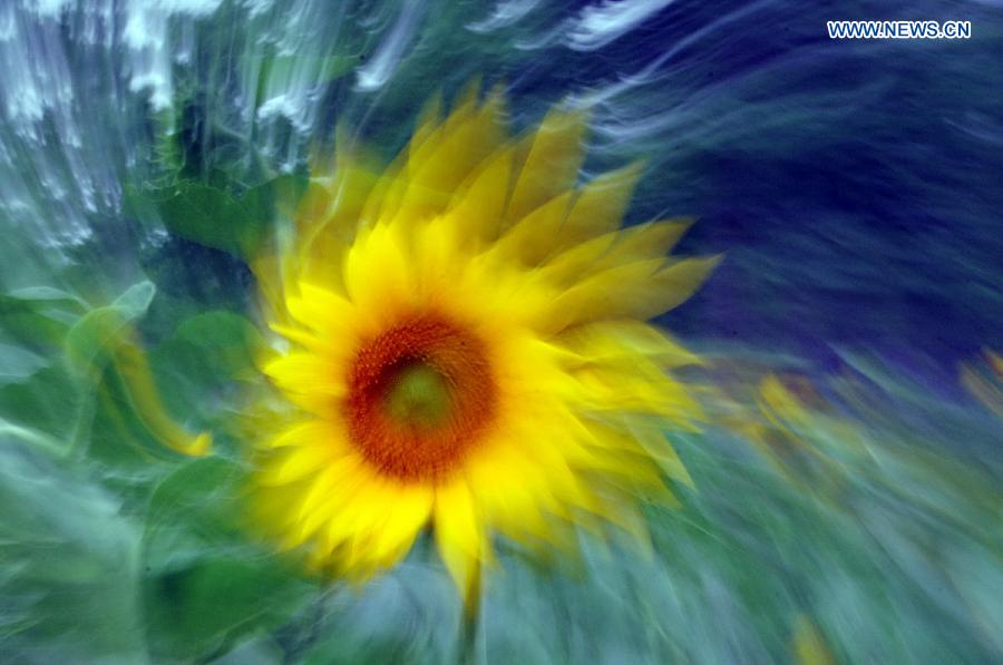 A sunflower blossoms at the Olympic Forest Park in Beijing, capital of China, June 29, 2013. (Xinhua/Feng Jun)