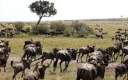 Annual migration of wildebeests in Africa