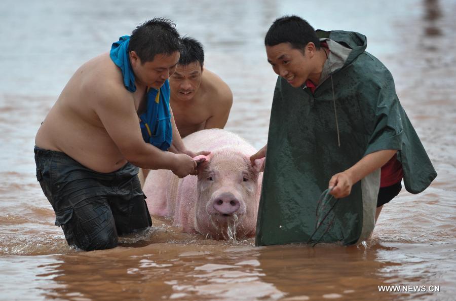 Locals pull a breeding boar in flood water at Baizi Town in Tongnan County of Chongqing, southwest China, July 1, 2013. Rainstorms swept the county Sunday and triggered serious flood. As of 3 p.m. Monday, more than 18,000 people had been evacuated in Tongnan, and authorities were still working to confirm the number of casualties, as well as the number of people trapped by the floods. (Xinhua/Liu Chan)