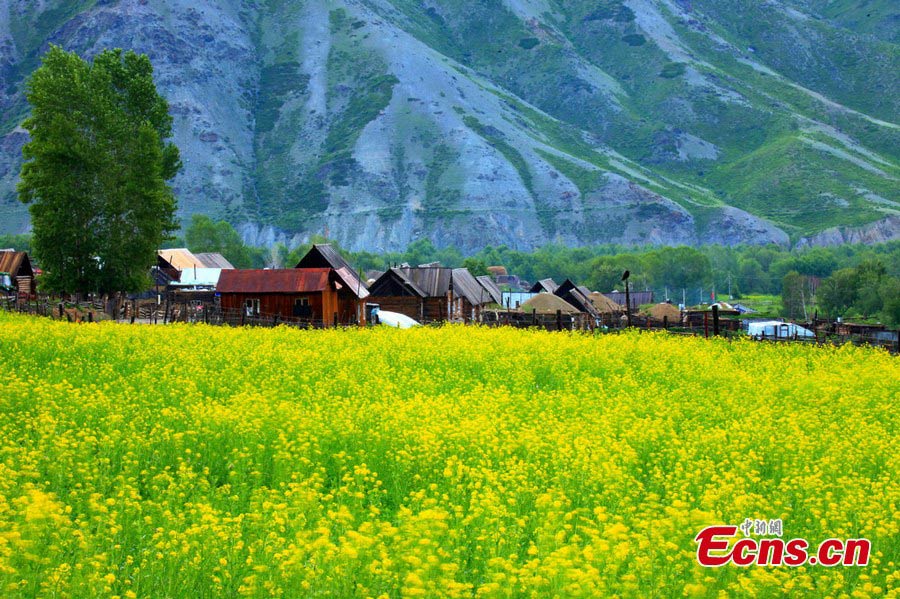 Photo taken in early July shows the rural landscape in a village in Kaba (Habahe) County, Altay Prefecture, Northwest China's Xinjiang Uygur Autonomous Region. (CNS/Liu Shihe)