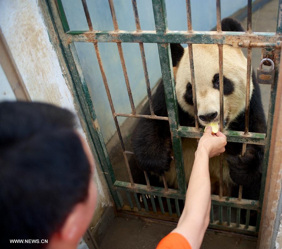 A giant panda is fed with an apple in an air-conditioned room in Nanchang Zoo in Nanchang, east China's Jiangxi Province, July 3, 2013. The highest temperature in Nanchang has broken 35 degrees Celsius since the beginning of July. (Xinhua/Hu Chenhuan)