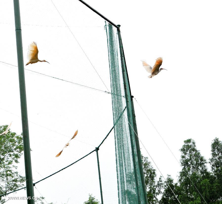 Crested ibis fly out of a cage during a release activity in Tongchuan, northwest China's Shaanxi Province, July 3, 2013. A total of 32 artificially-bred crested ibis were released to the wild here on Wednesday. The crested ibis, also known as the Japanese crested ibis, is large with white plumage, and before the 1930s had thrived in Japan, China, Russia and the Korean peninsula. But its population was sharply reduced due to wars, natural disasters, hunting and other human activities. In 1990, the artificial breeding project was launched in China, and it has gone on to successfully breed several generations of crested ibis. By far, wild crested ibis' numbers have reached nearly 1,000, and the artificially-bred population has hit 700. (Xinhua/Ding Haitao) 