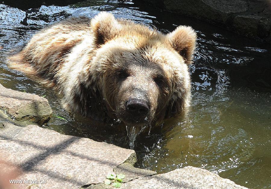 A bear enjoys itself in the cool water in the Suzhou Zoo in Suzhou, east China's Jiangsu Province, July 3, 2013. (Xinhua/Hang Xingwei)