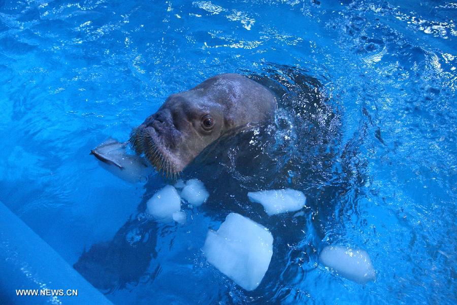 A walrus plays with ice cubes with frozen fish in the water in the Ocean Aquarium of Penglai in Penglai, east China's Shandong Province, July 3, 2013. (Xinhua/Shen Jizhong)